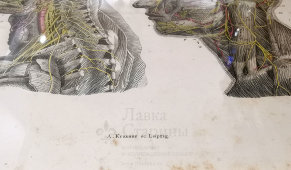 Старинная гравюра «Нервы головы и шеи», Германия, в. 19 в.