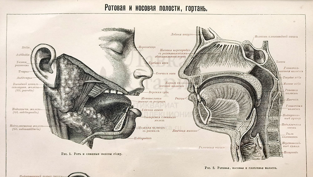 Носовая полость ротовая полость. Носовая и ротовая полость. Рот гравюра. Отсутствия разграничения  носовой и ротовой полостей.