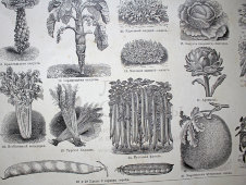 Старинная гравюра «Овощи»