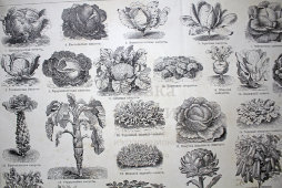 Старинная гравюра «Овощи»