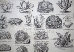 Старинная гравюра «Овощи»