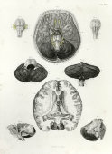 Старинная гравюра «Мозг и мозжечок», Германия, в. 19 в.