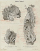 Старинная гравюра «Внутренности человека», Большая энциклопедия, Россия, к. 19, н. 20 вв.