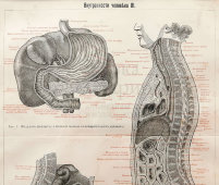 Старинная гравюра «Внутренности человека», Большая энциклопедия, Россия, к. 19, н. 20 вв.