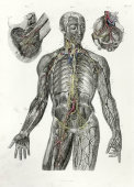 Старинная гравюра «Лимфатическая система с сосудами и узлами на правой и левой сторонах тела», Германия, в. 19 в.