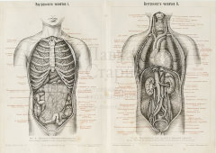 Старинная гравюра «Грудные и брюшные внутренности человека», Большая энциклопедия, Россия, к. 19, н. 20 вв.