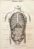 Старинная гравюра «Грудные и брюшные внутренности человека», Большая энциклопедия, Россия, к. 19, н. 20 вв.