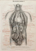 Старинная гравюра «Грудные и брюшные внутренности человека», Большая энциклопедия, Россия, к. 19, н. 20 вв.