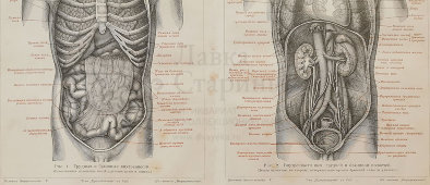 Старинная гравюра «Грудные и брюшные внутренности человека», Большая энциклопедия, Россия, к. 19, н. 20 вв.