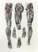 Старинная гравюра «Артерии таза, бедра, голени и стопы», Германия, в. 19 в.
