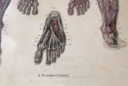 Старинная гравюра «Артерии таза, бедра, голени и стопы», Германия, в. 19 в.