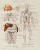 Старинная гравюра «Кровеносные сосуды человека», Большая энциклопедия, Россия, к. 19, н. 20 вв.