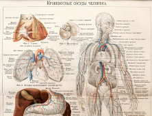 Старинная гравюра «Кровеносные сосуды человека», Большая энциклопедия, Россия, к. 19, н. 20 вв.