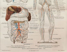 Старинная гравюра «Кровеносные сосуды человека», Большая энциклопедия, Россия, к. 19, н. 20 вв.