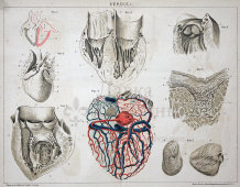 Старинная гравюра «Сердце»