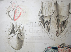 Старинная гравюра «Сердце»