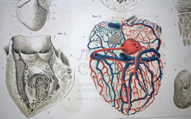 Старинная гравюра «Сердце»