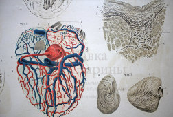 Старинная гравюра «Сердце»