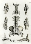 Старинная гравюра «Связки позвоночника, таза и нижней конечности», Германия, в. 19 в.