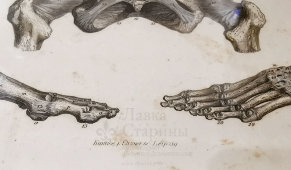 Старинная гравюра «Связки позвоночника, таза и нижней конечности», Германия, в. 19 в.