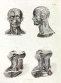 Старинная гравюра «Кровеносные сосуды шеи и головы», Германия, в. 19 в.