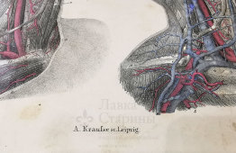 Старинная гравюра «Кровеносные сосуды шеи и головы», Германия, в. 19 в.