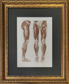 Старинная гравюра «Мышцы передней и боковой поверхности ног», Германия, в. 19 в.