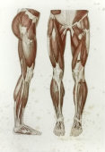 Старинная гравюра «Мышцы передней и боковой поверхности ног», Германия, в. 19 в.