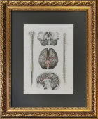 Старинная гравюра «Мозг с артериями и спинной мозг», Германия, в. 19 в.