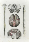 Старинная гравюра «Мозг с артериями и спинной мозг», Германия, в. 19 в.