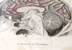 Старинная гравюра «Мозг с артериями и спинной мозг», Германия, в. 19 в.