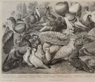 Старинная гравюра «Голуби», Большая энциклопедия, Россия, к. 19, н. 20 вв.