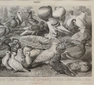 Старинная гравюра «Голуби», Большая энциклопедия, Россия, к. 19, н. 20 вв.