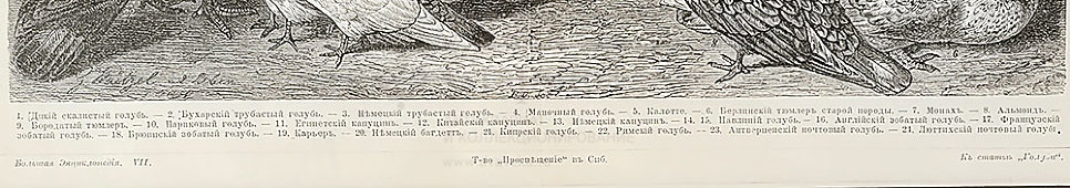 Старинная гравюра «Голуби», Большая энциклопедия, Россия, к. 19, н. 20 вв.