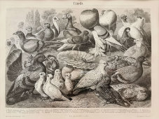 Старинная гравюра «Голуби», Большая энциклопедия, Россия, к. 19, н. 20 вв.