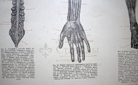 Старинная гравюра «Нервы человека»