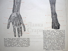 Старинная гравюра «Нервы человека»