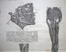 Старинная гравюра «Нервы человека»