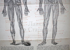 Старинная гравюра «Мышцы человека»