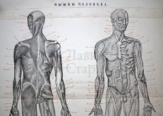 Старинная гравюра «Мышцы человека»