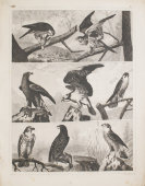 Набор гравюр «Птицы», Европа, 19 век, бумага