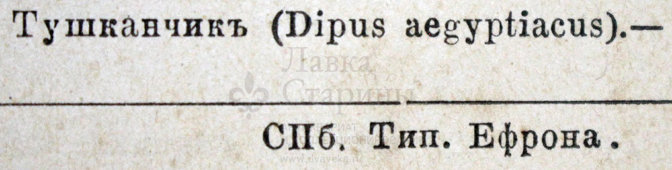 Старинная гравюра «Грызуны»