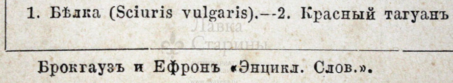 Старинная гравюра «Грызуны»