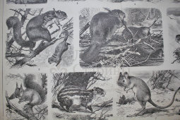 Старинная гравюра «Грызуны»