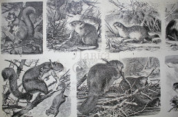 Старинная гравюра «Грызуны»