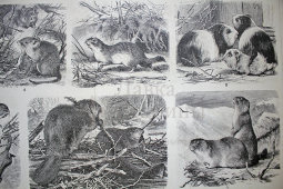 Старинная гравюра «Грызуны»