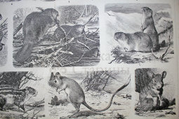 Старинная гравюра «Грызуны»