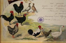 Старинное свидетельство в раме на малую золотую медаль за участие в выставке птицеводства, Смоленск, 1907 г.