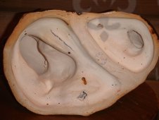 bolda chert  1  m  .jpg