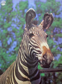 Советский агитационный плакат с фотографией зебры «Охране природы - народную заботу!», фотограф О. Полянский, 1989 г.